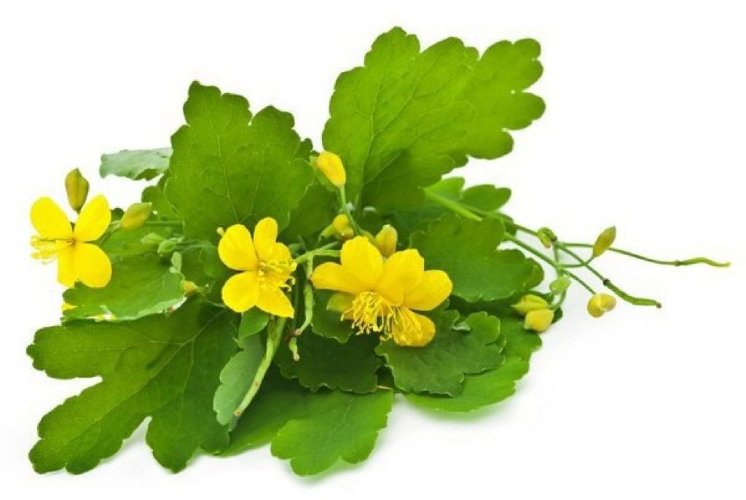 Экстракт Чистотела сухой  